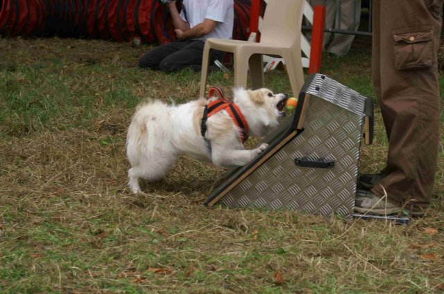 foire-haricots 2011-09-17et18